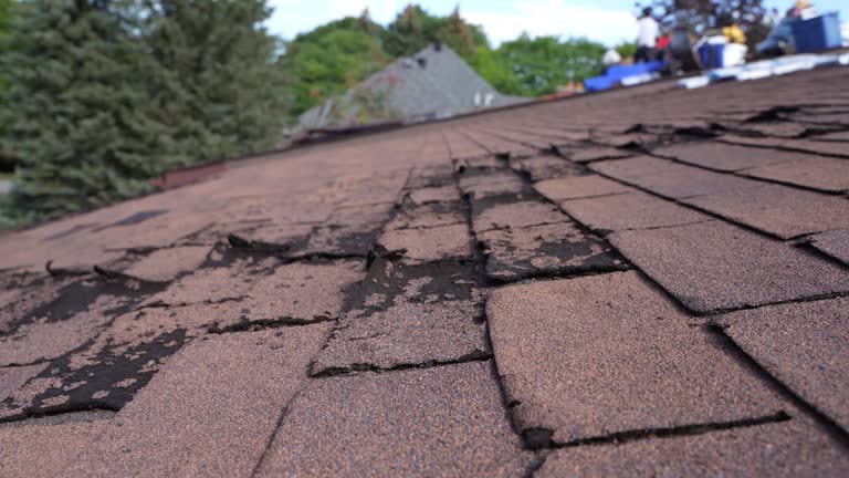 Best Asphalt Shingle Roofing  in Chatfield, MN